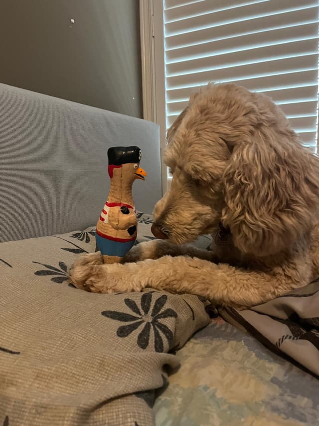 doggo